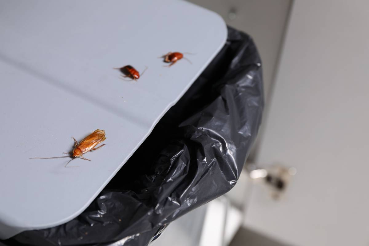 La plaga «fastigosa» que pot entrar a casa per la nevera, segons un expert