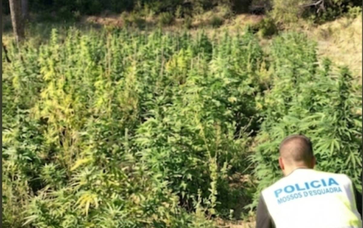 Els Mossos intervenen 5.000 plantes de marihuana a Corbera d’Ebre i detenen un jove
