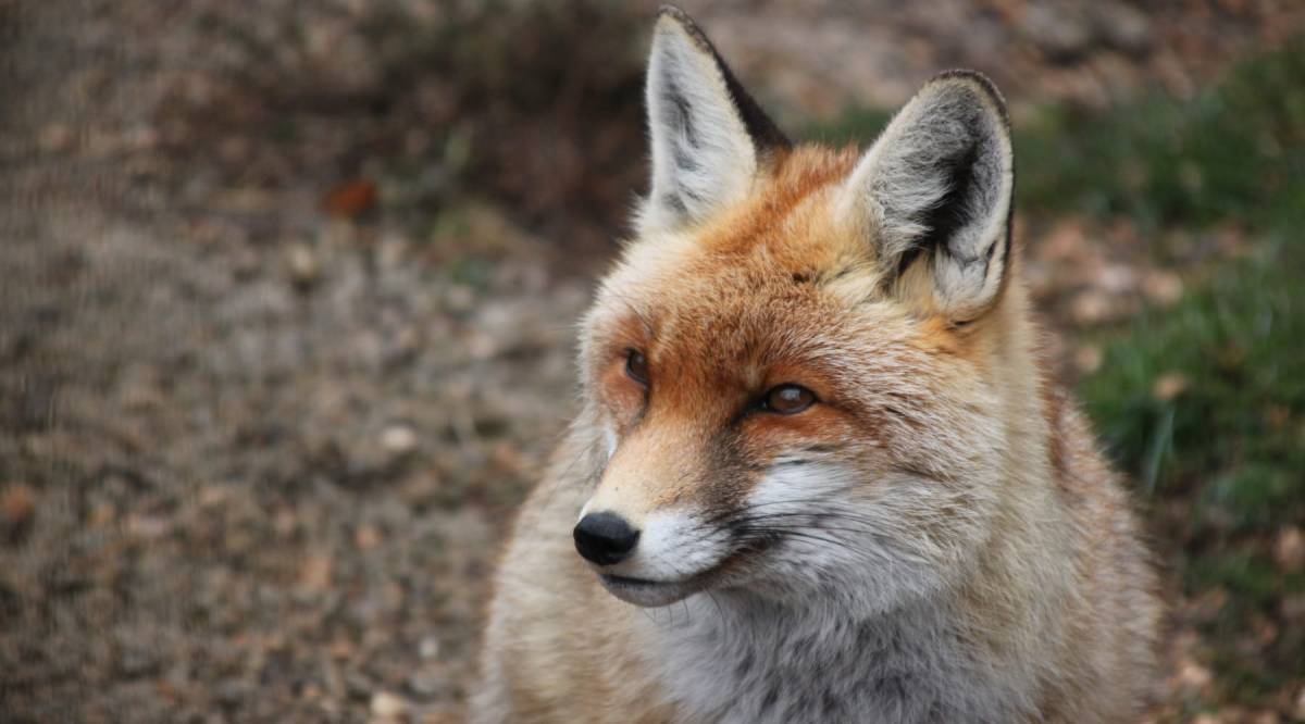 La Fundació Zoo del Pirineu celebra 12 anys dedicada a la fauna salvatge