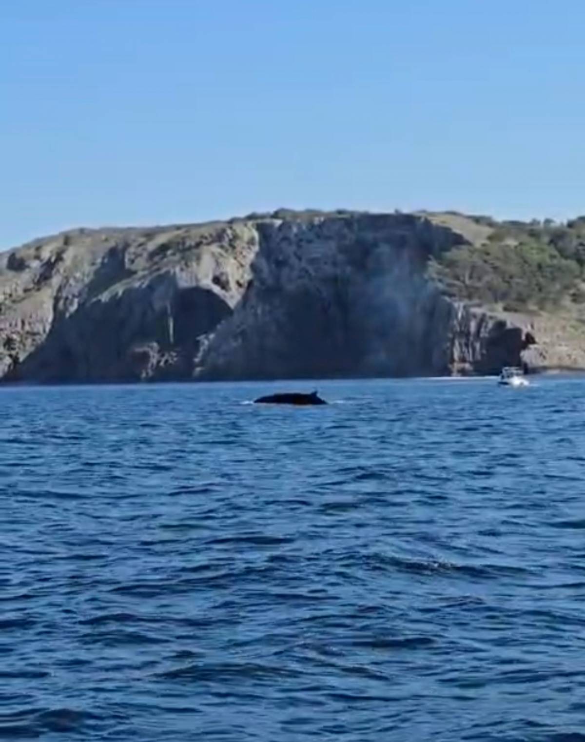 Albiren tres exemplars de balena rorqual a tocar de les Illes Medes