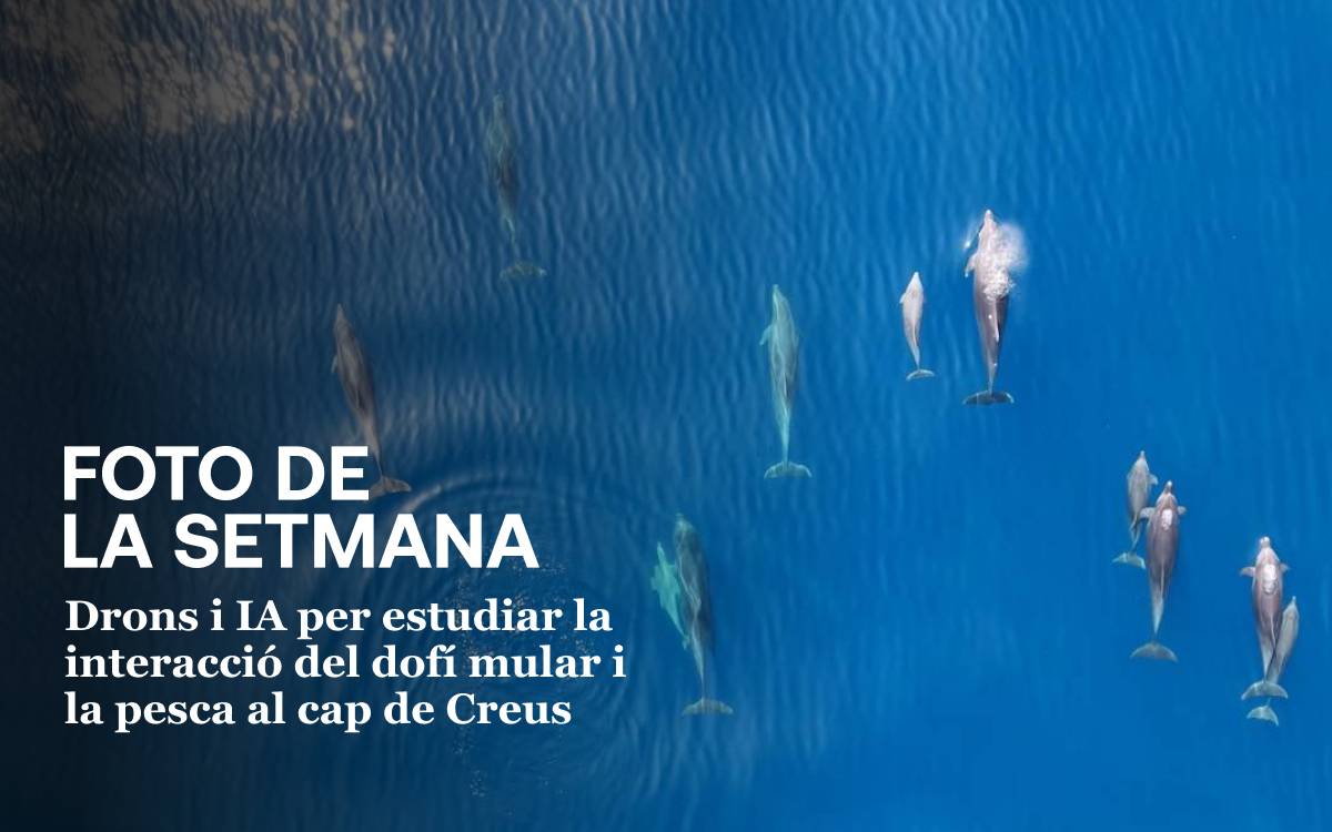 Foto de la setmana: drons i IA per estudiar la interacció entre el dofí mular i la pesca al cap de Creus