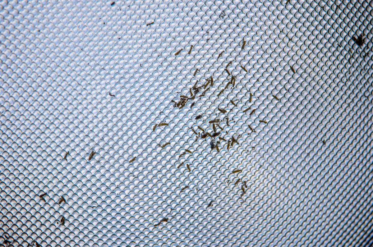 El truc infal·lible per eliminar els insectes que arriben amb la calor