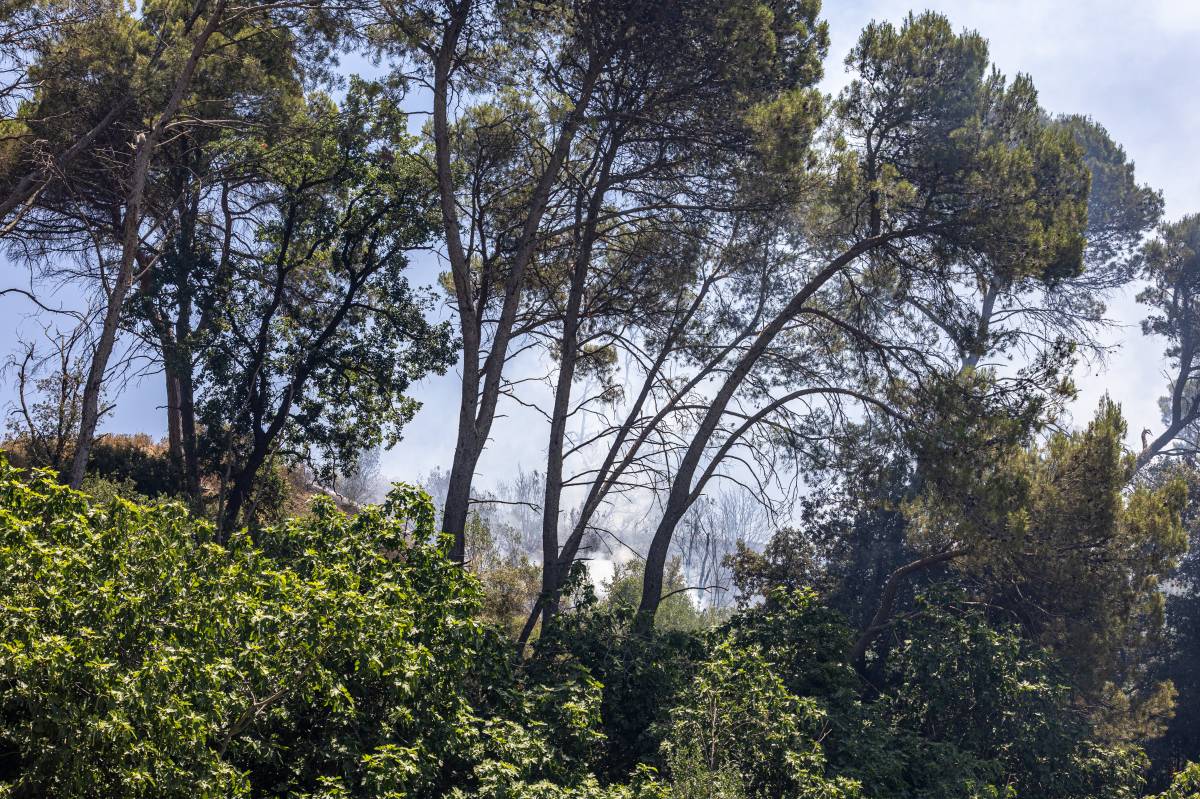 Incendi forestal a la zona de Can Jonqueres