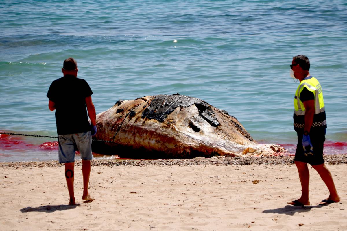 Tanquen la platja de l'Almadrava, al Baix Camp, per la presència d'una balena morta de 10 metres