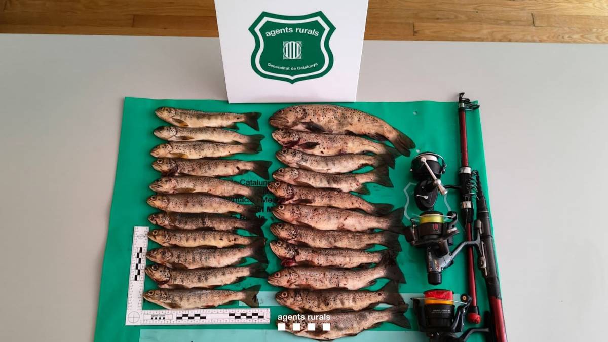 Els Agents Rurals denuncien un pescador furtiu reincident amb 22 truites capturades al Pallars Sobirà