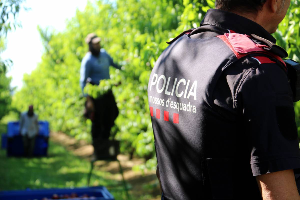 Registren un centenar de furts i robatoris a la collita del Baix Segre