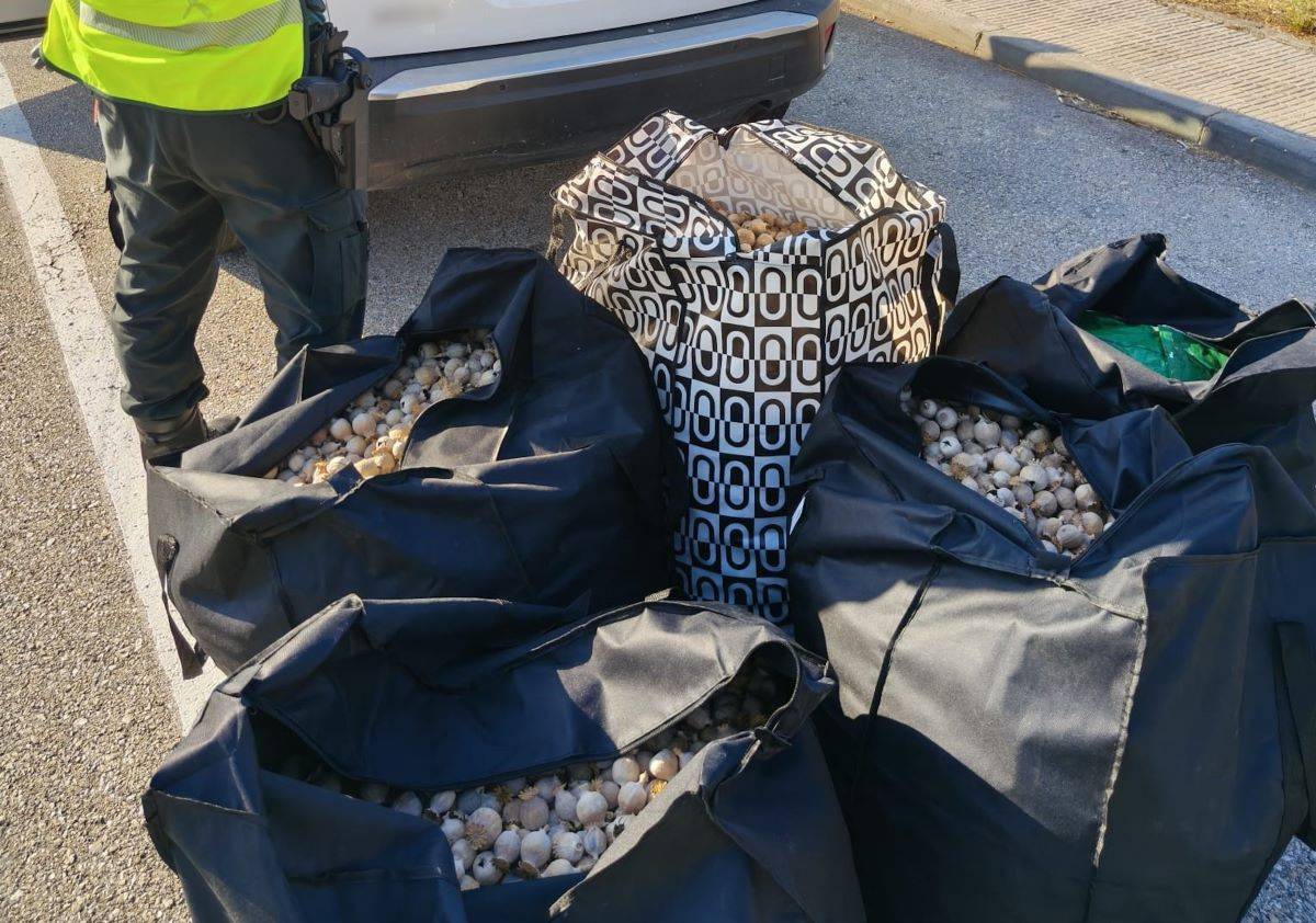 Detinguts quatre homes per transportar 92,5 quilograms de la planta de l'opi a l'Aldea