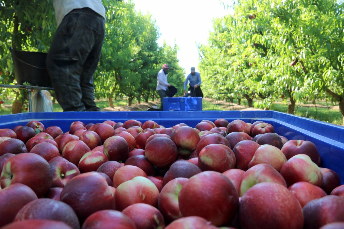 La pressió de la gran distribució enfonsa els preus de la fruita de pinyol, segons Afrucat