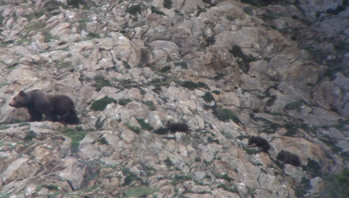 Reclamen modificar una cursa de muntanya al Pirineu per protegir una ossa amb tres cadells