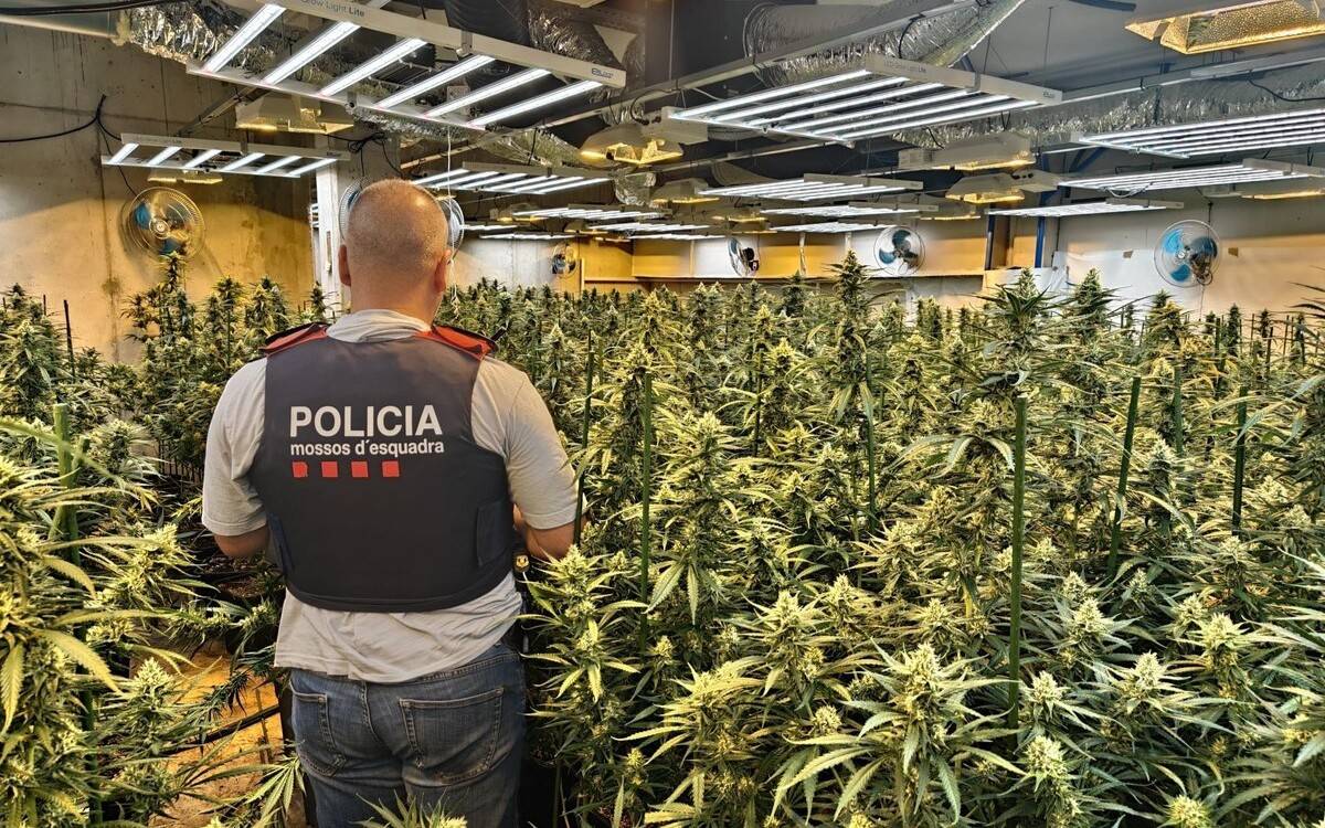 Més de 500 plantes de marihuana intervingudes en un habitatge de Roquetes amb un home detingut