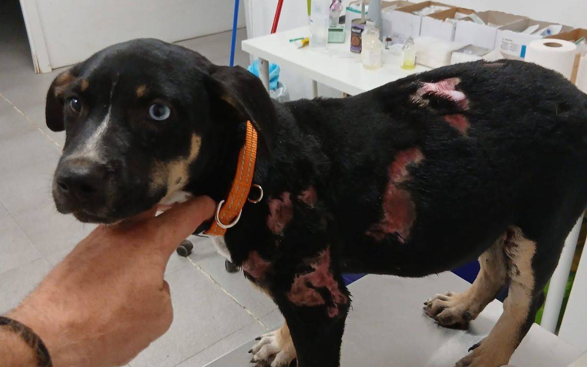 Un individu intenta cremar un dels seus gossos en una foguera a Riudoms