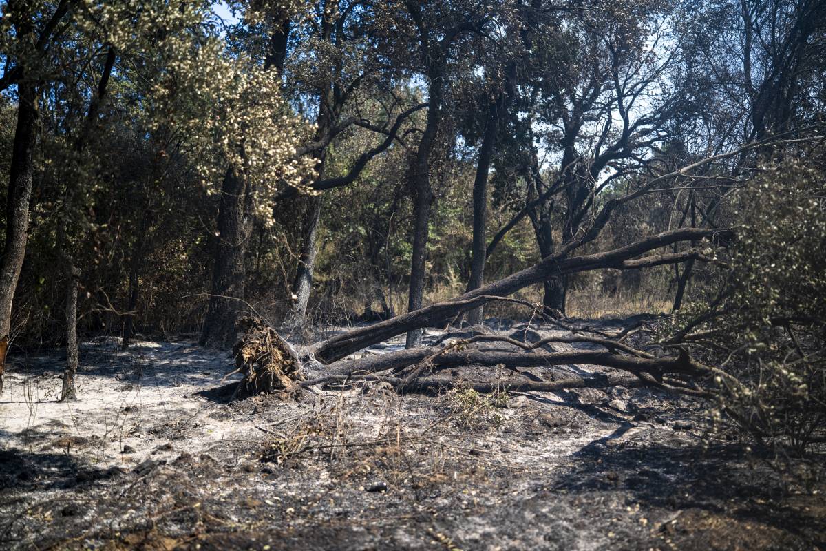 L'incendi de les Gavarres, estabilitzat després de 36 hores d'intensa lluita