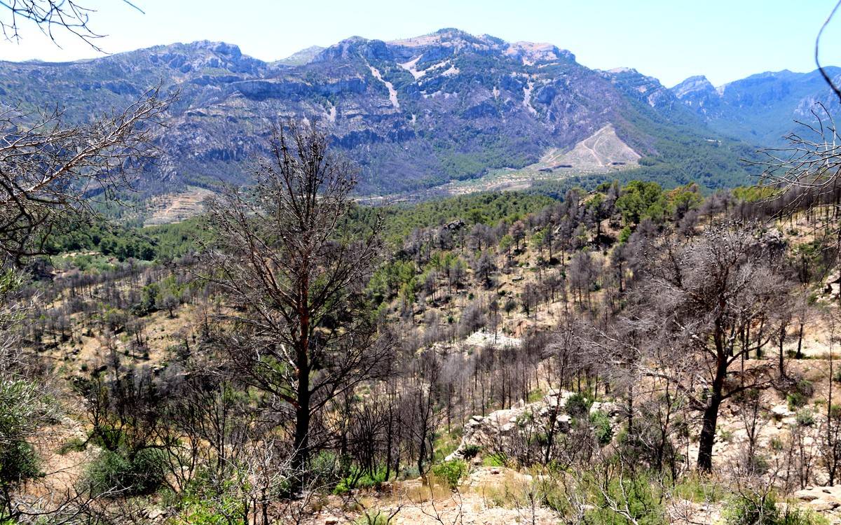 Un any de l'incendi de Paüls: ni boscos nets ni ajudes directes