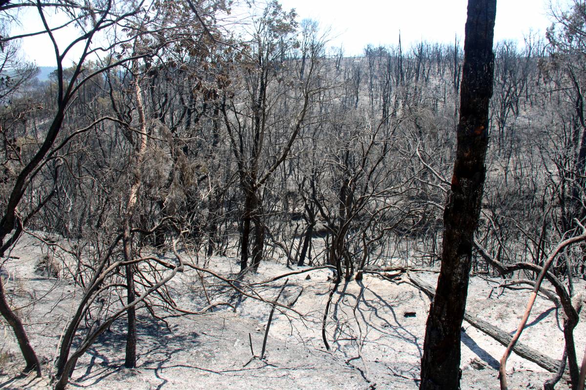 Els propietaris de les Gavarres proposen un pla de quatre anys per restaurar la zona cremada