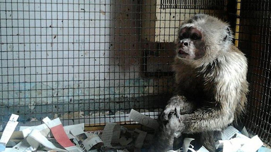 Mor el Linito, el mico que va viure tancat a la gàbia d'un pis de Barcelona durant 35 anys