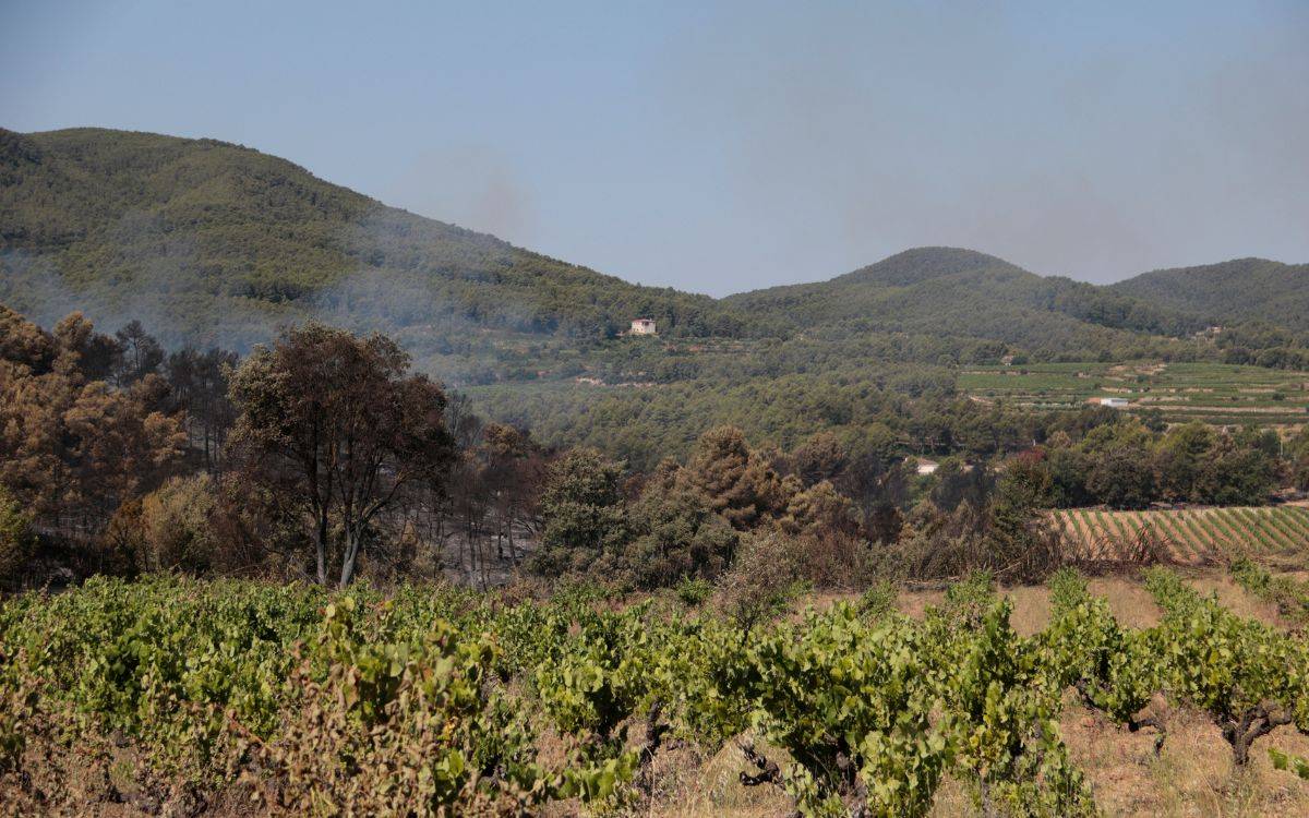 Les vinyes plantades al Pla de Manlleu fan de tallafoc de l'incendi i eviten una catàstrofe