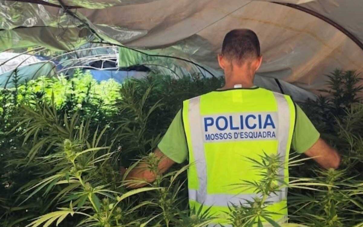 Els Mossos desmantellen una plantació de marihuana i detenen dos homes a Tivissa