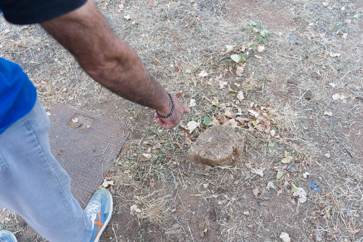 Veïns de Torre-romeu lamenten la presència d`arbres talats i escocells buits - David Chao Veïns de Torre-romeu lamenten la presència d`arbres talats i escocells buits