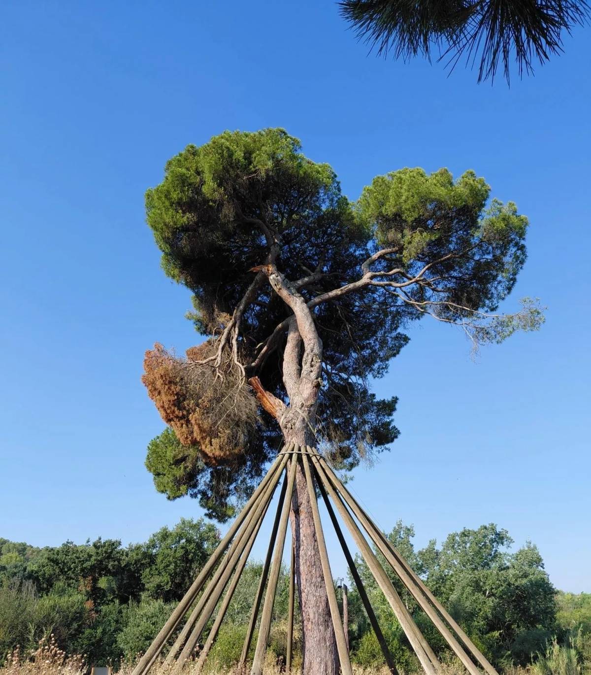 Troben una branca trencada del Pi d’en Xandri a Sant Cugat