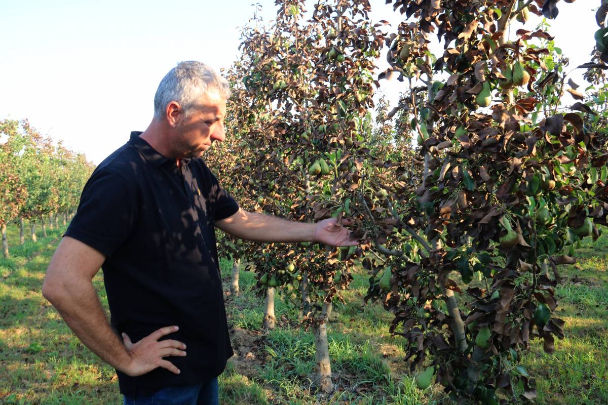 La calor extrema deshidrata el 80% dels perers conference de Lleida i amenaça la collita