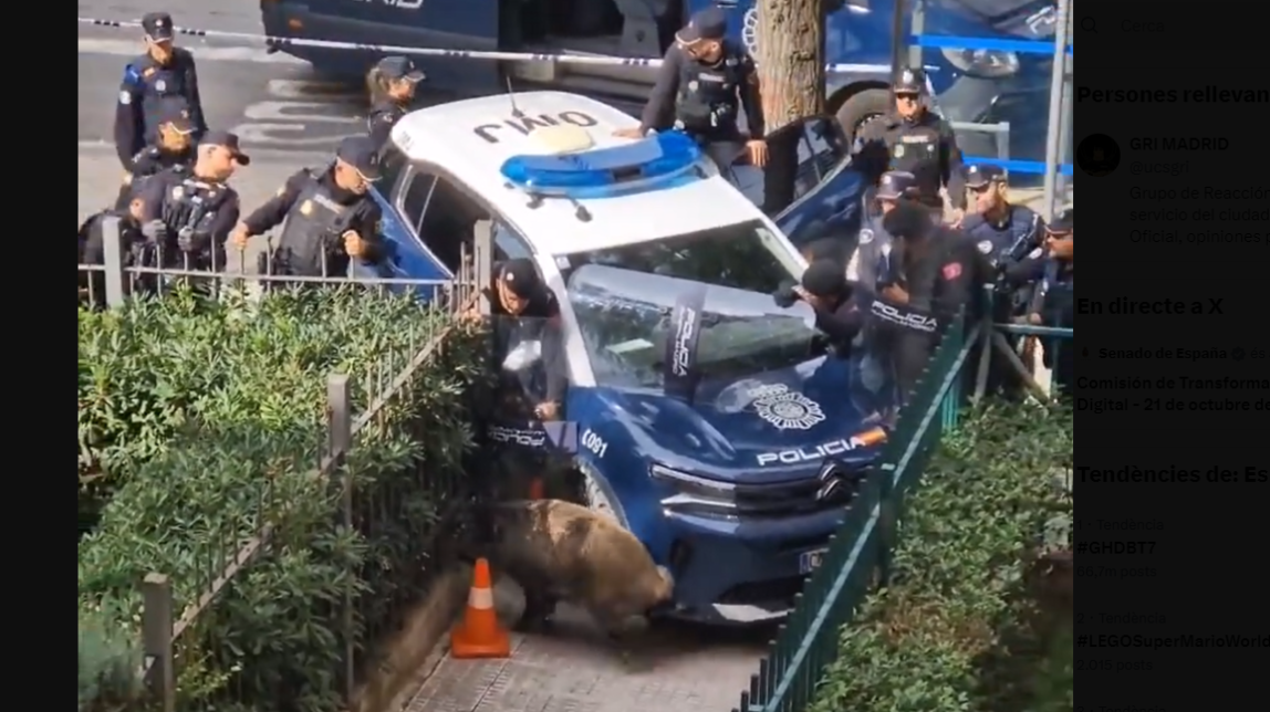 Un porc senglar provoca el pànic a Madrid i acaba abatut a trets