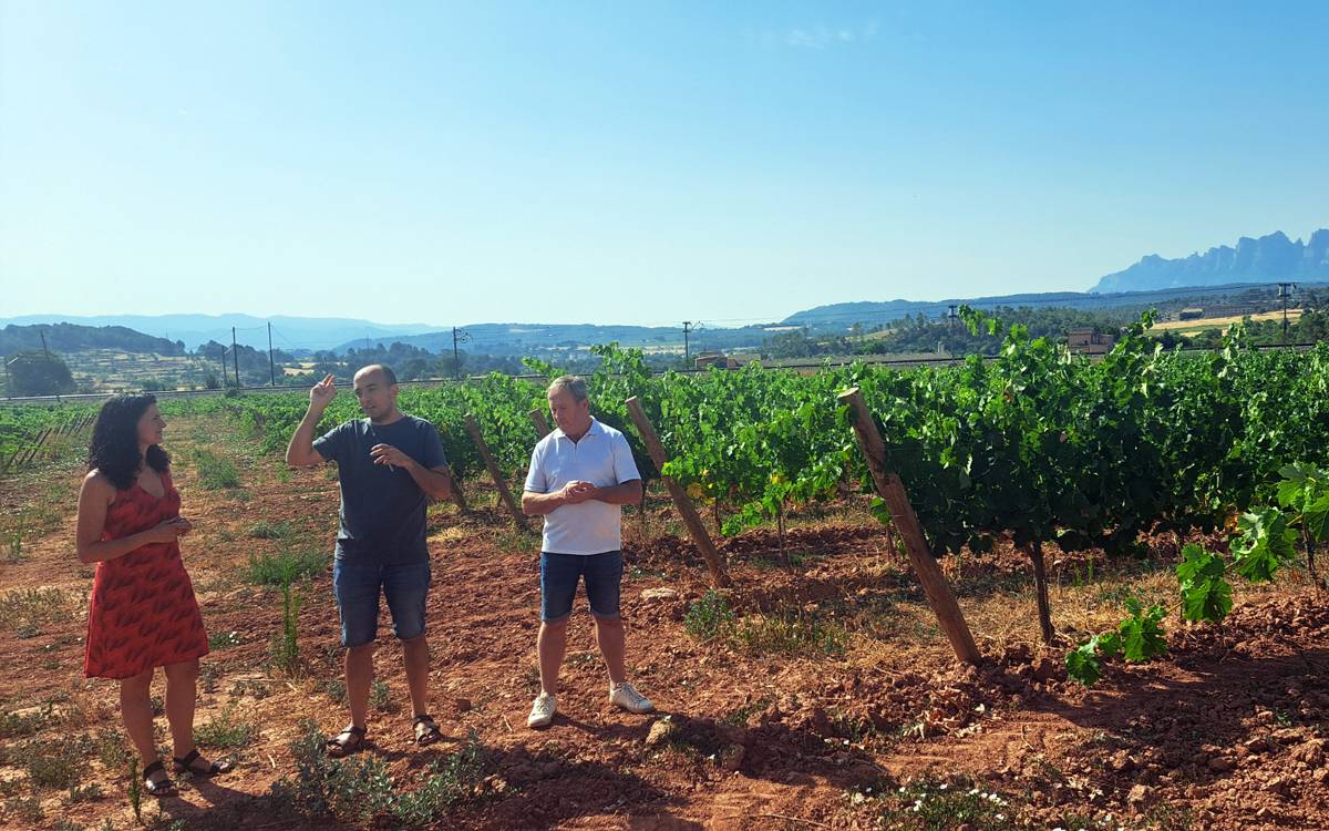 El Bages rescata del passat la malvasia blanca-roja i l'oficialitza per a aquesta verema