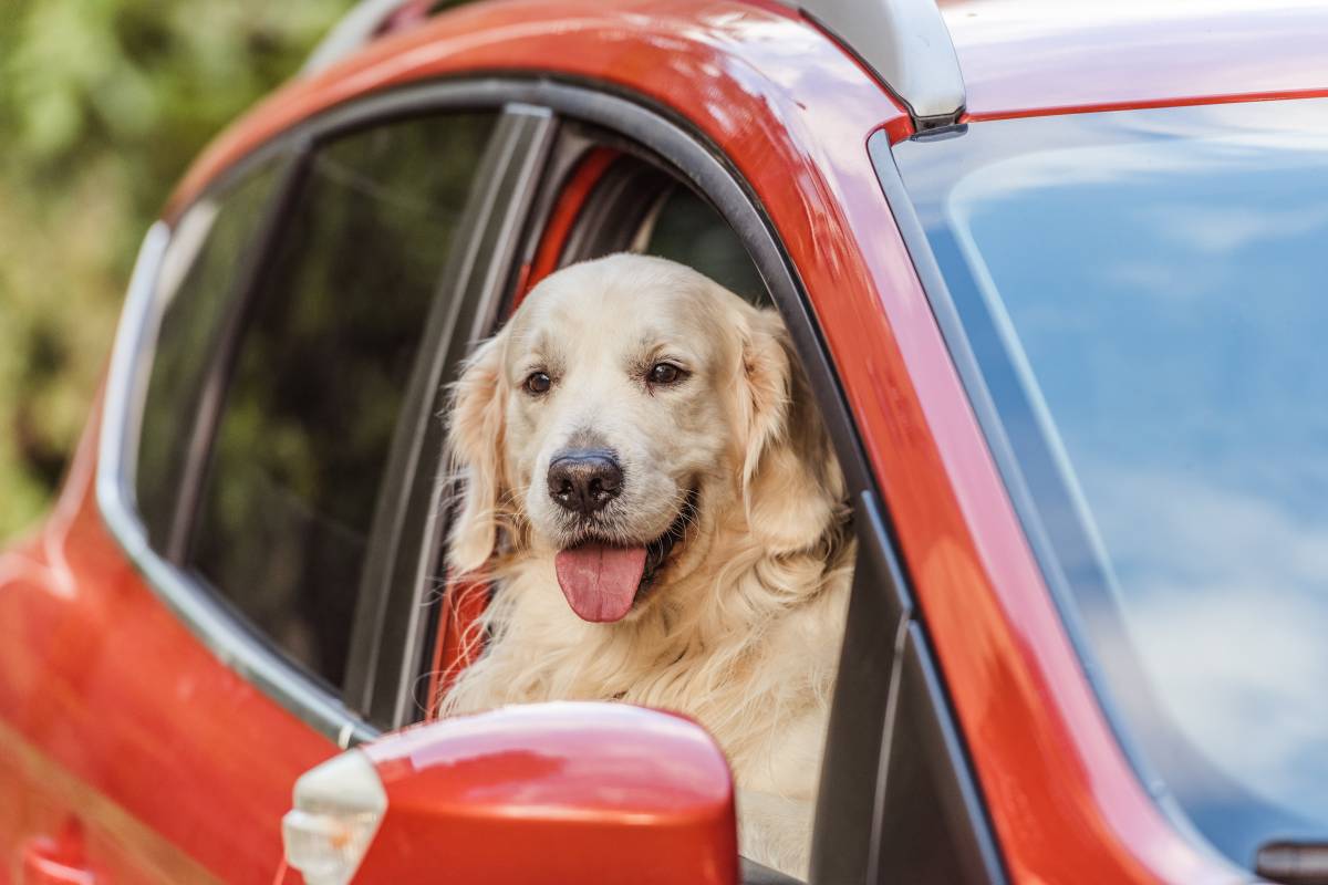 Les normes de la DGT que has de saber si viatges amb mascotes: «Evita multes de fins a 10.000 euros»