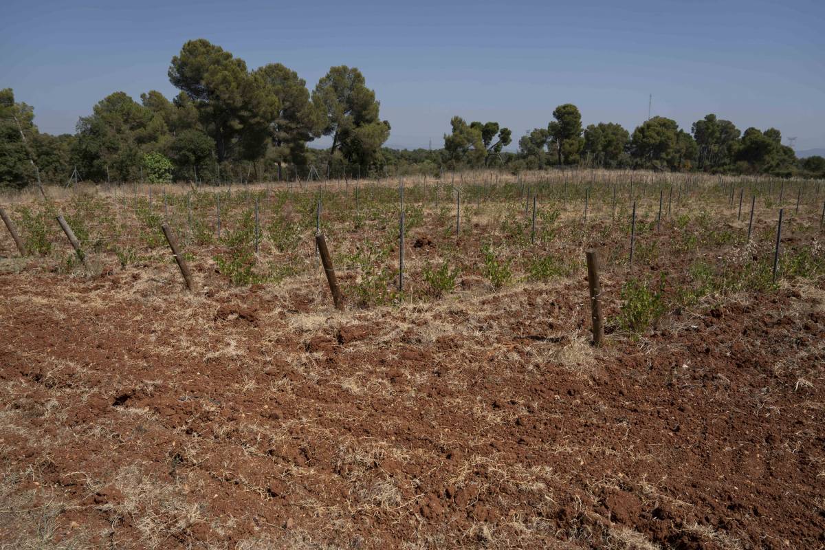 Terrassa entrarà ja a la DO Catalunya