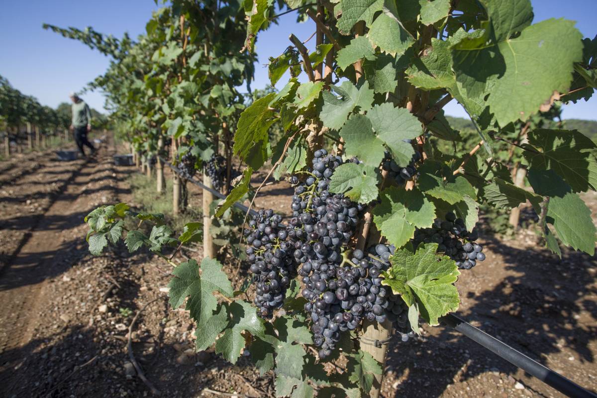 Verema del cep terrassenc a la masia Font de Gaià - Nebridi Aróztegui Verema del cep terrassenc a la masia Font de Gaià