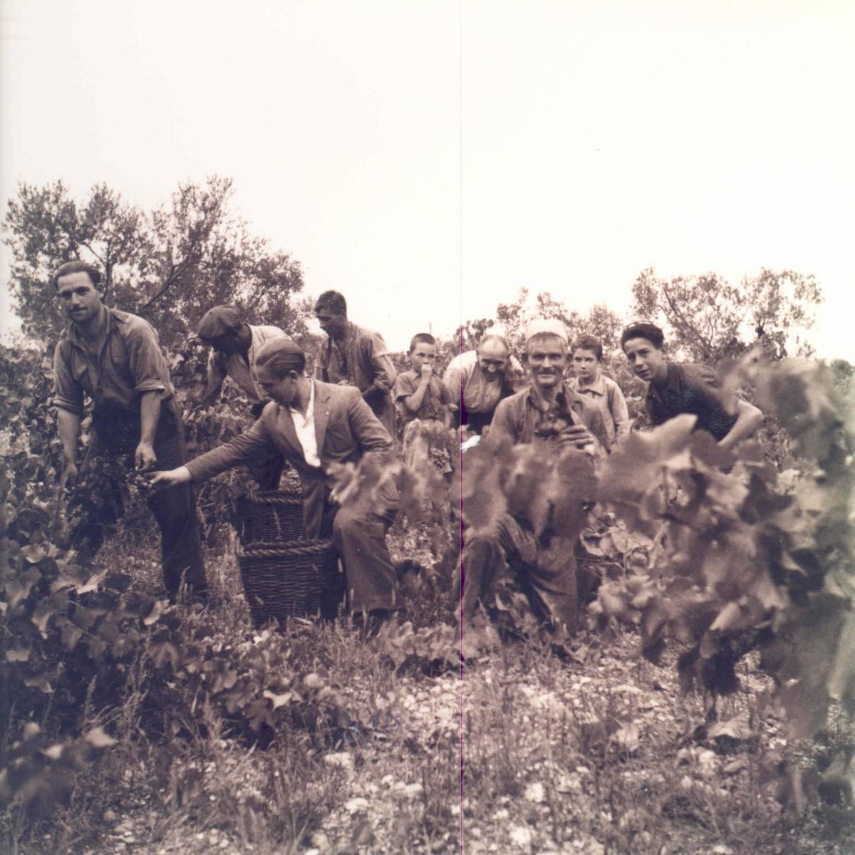 Foto històrica de vinya a Terrassa - Foto històrica de vinya a Terrassa