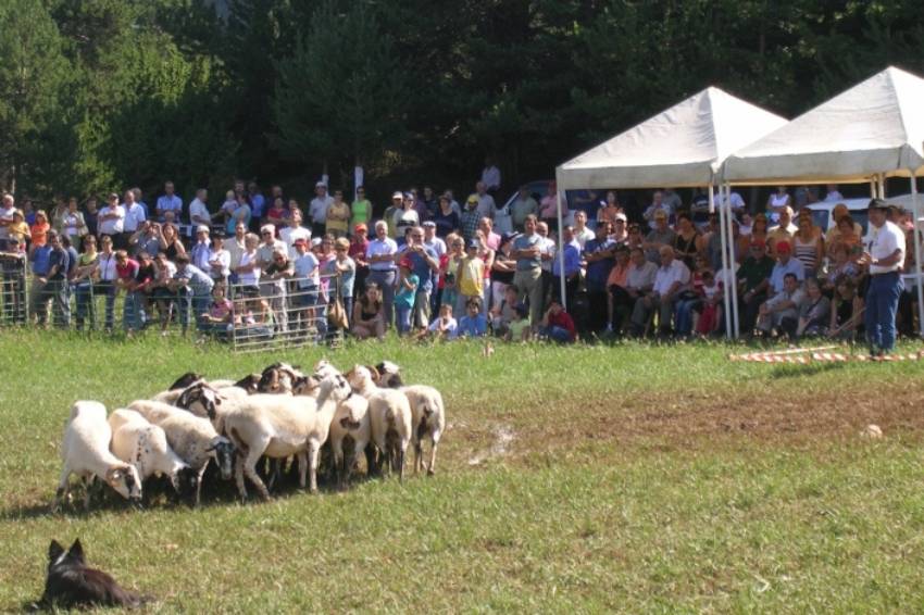 Concurs de Gossos d`atura d`Odèn - Concurs de Gossos d`atura d`Odèn