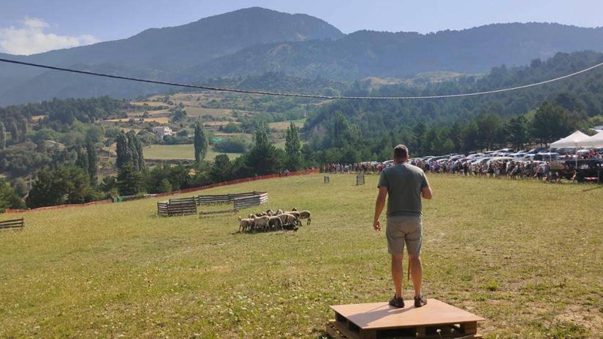 Concurs de Gossos d`atura d`Odèn - Concurs de Gossos d`atura d`Odèn