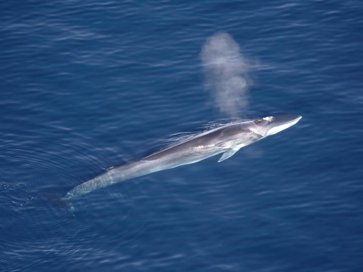 El segon animal més gran del planeta es passeja per la costa catalana: per què es veuen tants rorquals?