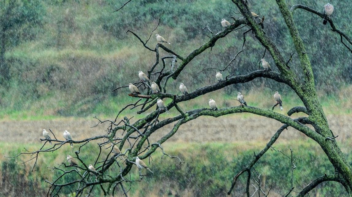 El temps d'aquest divendres 18 d'octubre: quatre comarques en alerta per pluges i tempestes