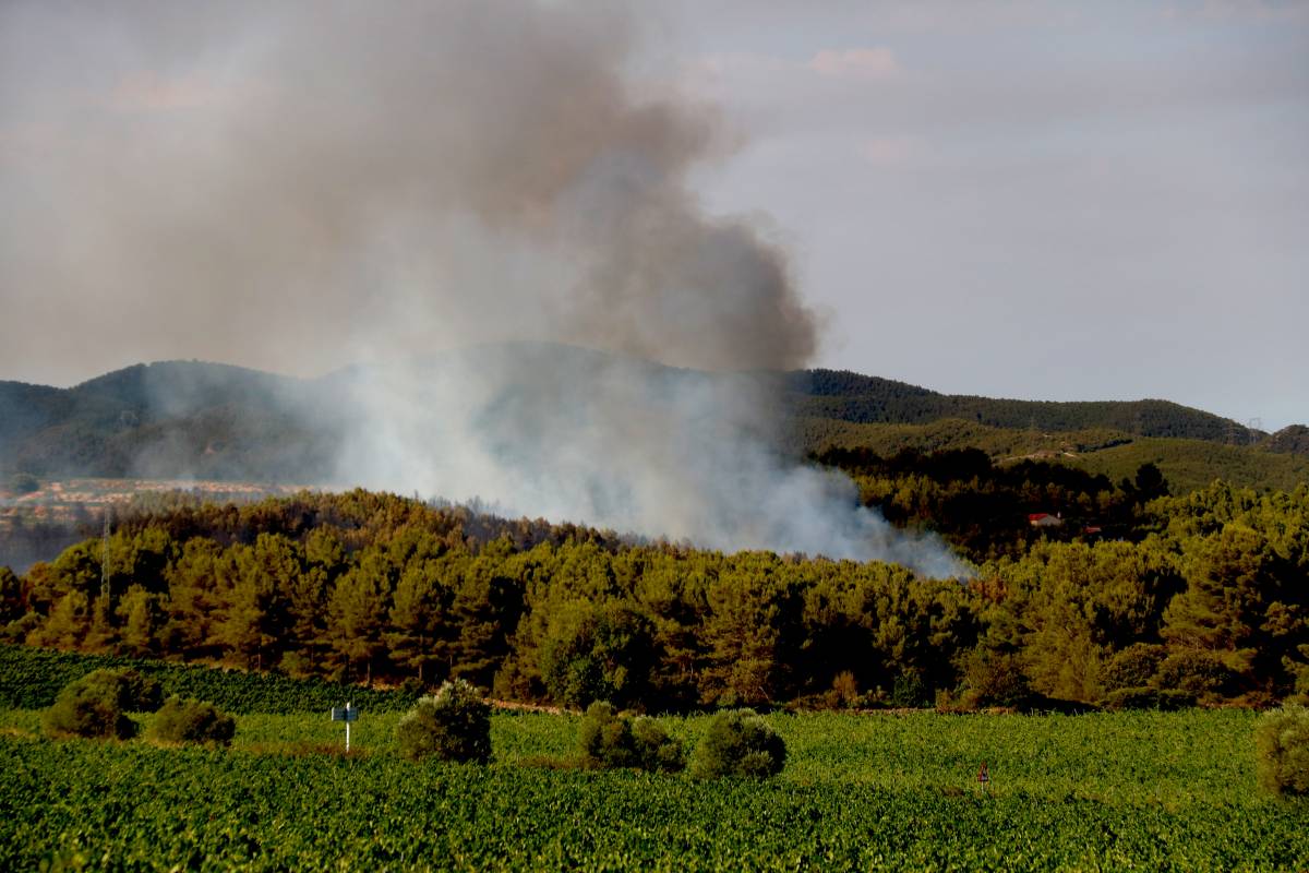 Una nova eina mesura la humitat de la vegetació en temps real i millora la prevenció d'incendis