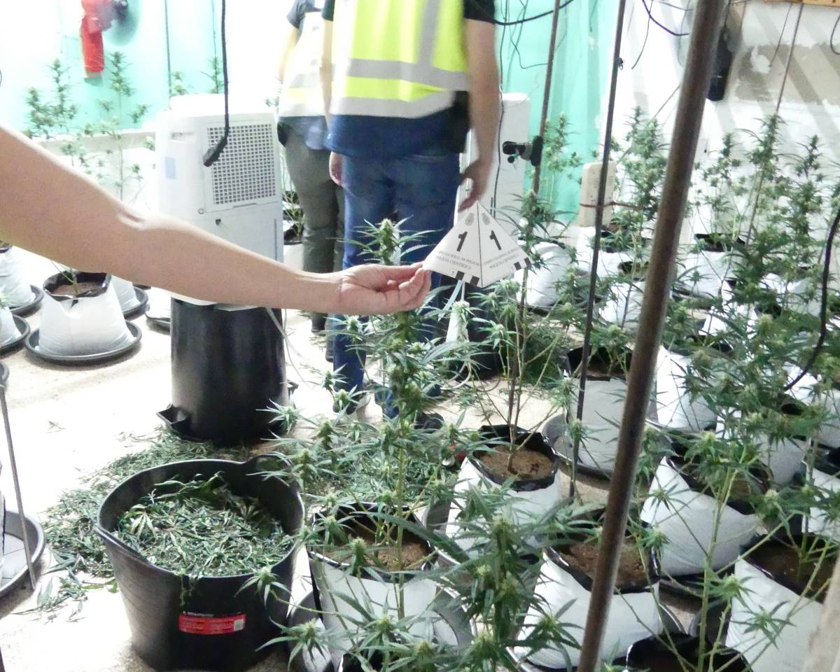 Desarticulen un grup criminal per cultivar marihuana a Terrassa, Matadepera i Montornès del Vallès