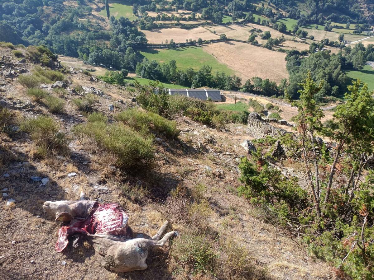 Un os mata tres ovelles a tocar d'Isil i reobre la preocupació dels ramaders
