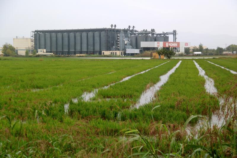 Unió de Pagesos alerta que la reducció de fitosanitaris perjudicarà la productivitat de l'arròs del delta de l'Ebre