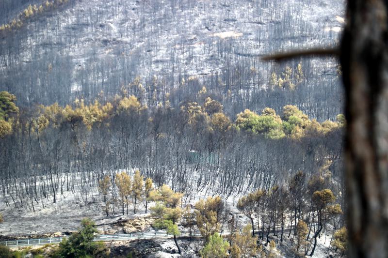 Zona de bosc cremat a Sant Quirze Safaja - 