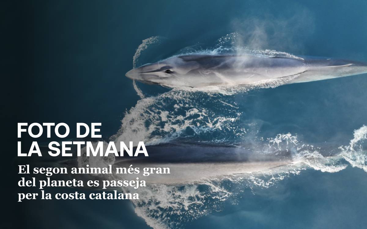 Foto de la setmana: el segon animal més gran del món, a la costa catalana - Cedida a Nació Foto de la setmana: el segon animal més gran del món, a la costa catalana