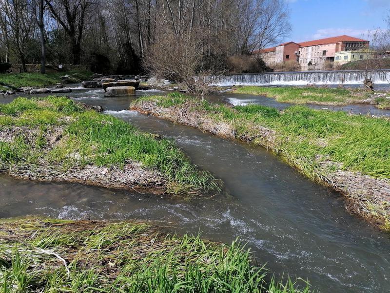 Un estudi adverteix que les rescloses posen en perill la biodiversitat del riu Ter a Osona