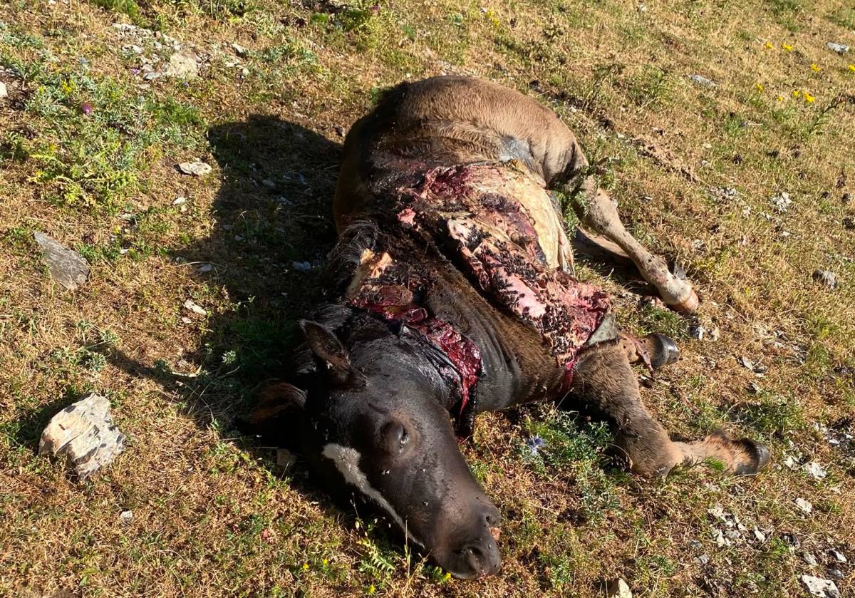 Denuncien que un os ha matat una euga i un poltre i ha ferit un vedell al Sobirà