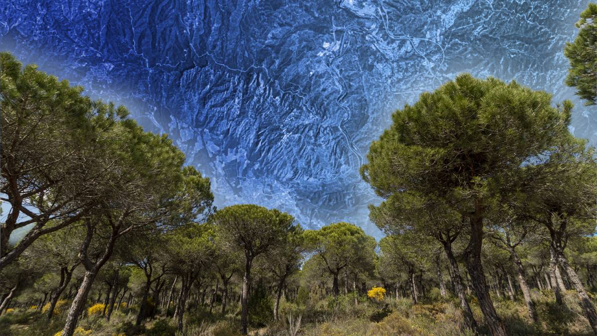 Nació rep una beca de la Journalism Science Alliance per investigar l'impacte del canvi climàtic als boscos catalans