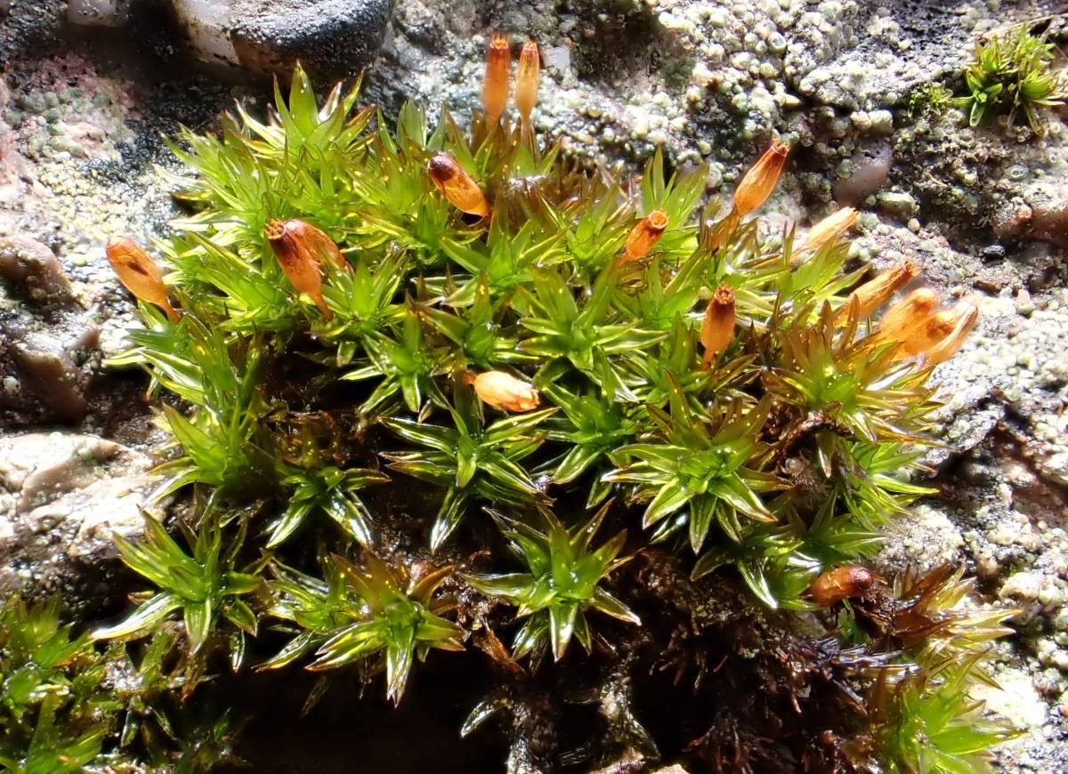 Identifiquen 32 noves espècies de briòfits al parc natural de Sant Llorenç