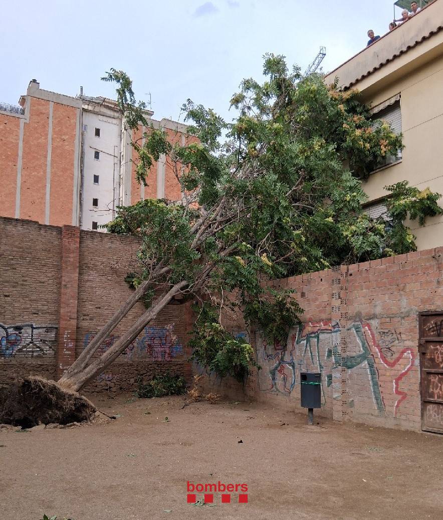Un esclafit provoca la caiguda d'arbres entre l'Hospitalet i Sants