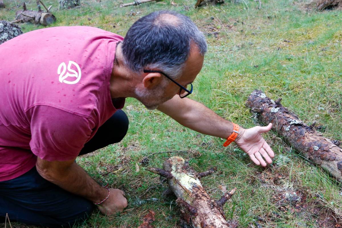 El canvi climàtic reduirà fins a un 20% la producció de bolets al Pirineu el 2040