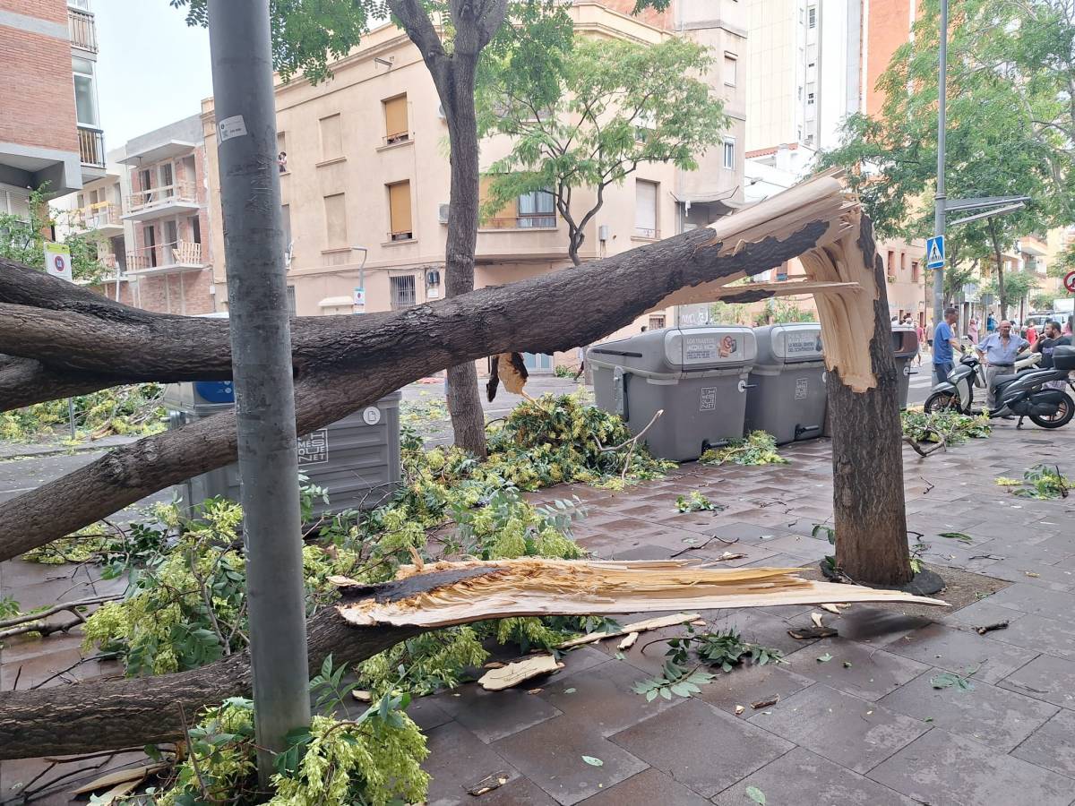 Un esclafit provoca la caiguda d'arbres entre l'Hospitalet i Sants