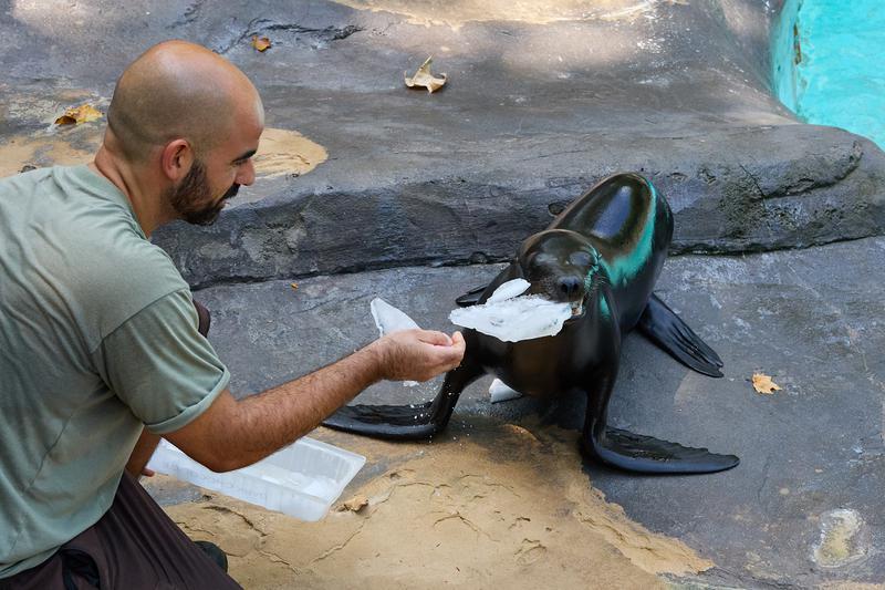 Els animals també pateixen les altes temperatures: s'activa el pla anticalor al Zoo de Barcelona