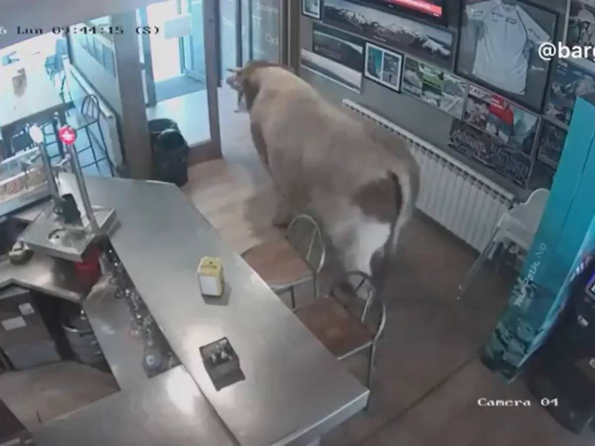 Una vaca irromp al bar del Ripollès que és un temple dedicat a Kilian Jornet