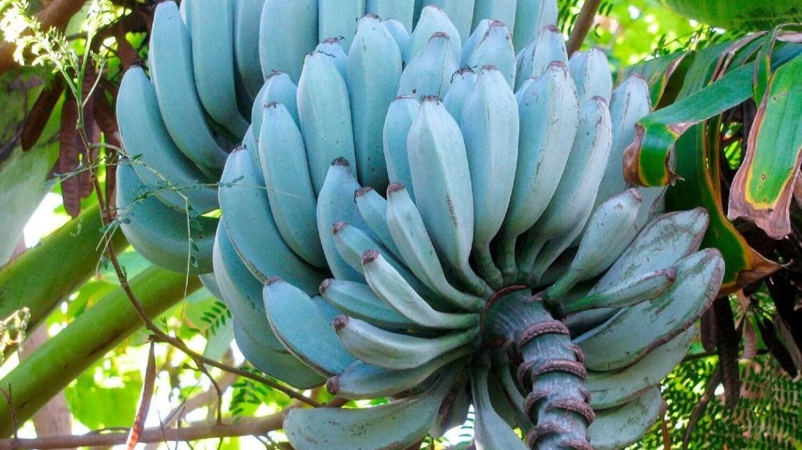La moda del plàtan de color blau: aquest és el seu sabor i els seus beneficis